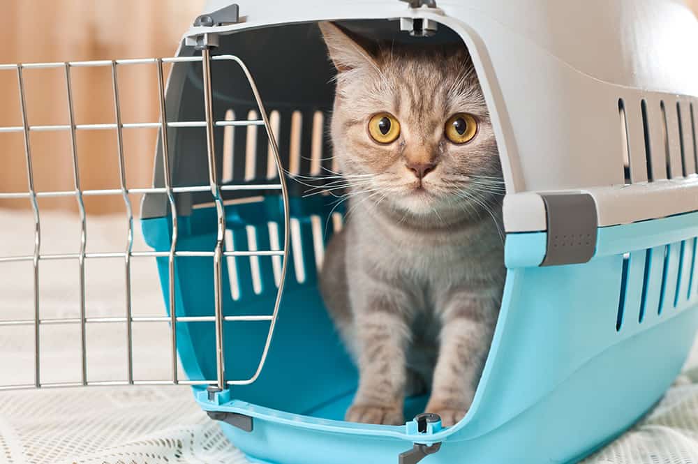 Como acostumar gato à caixa de transporte? Confira dicas 1 Gato dentro da caixa de transporte cinza e azul.