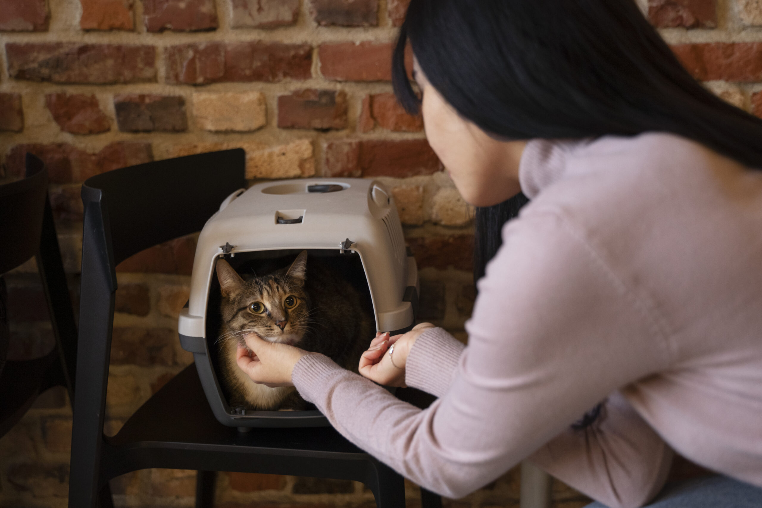 Como acostumar gato à caixa de transporte? Confira dicas 2 Gato dentro da caixa de transporte e tutora dando carinho nele.
