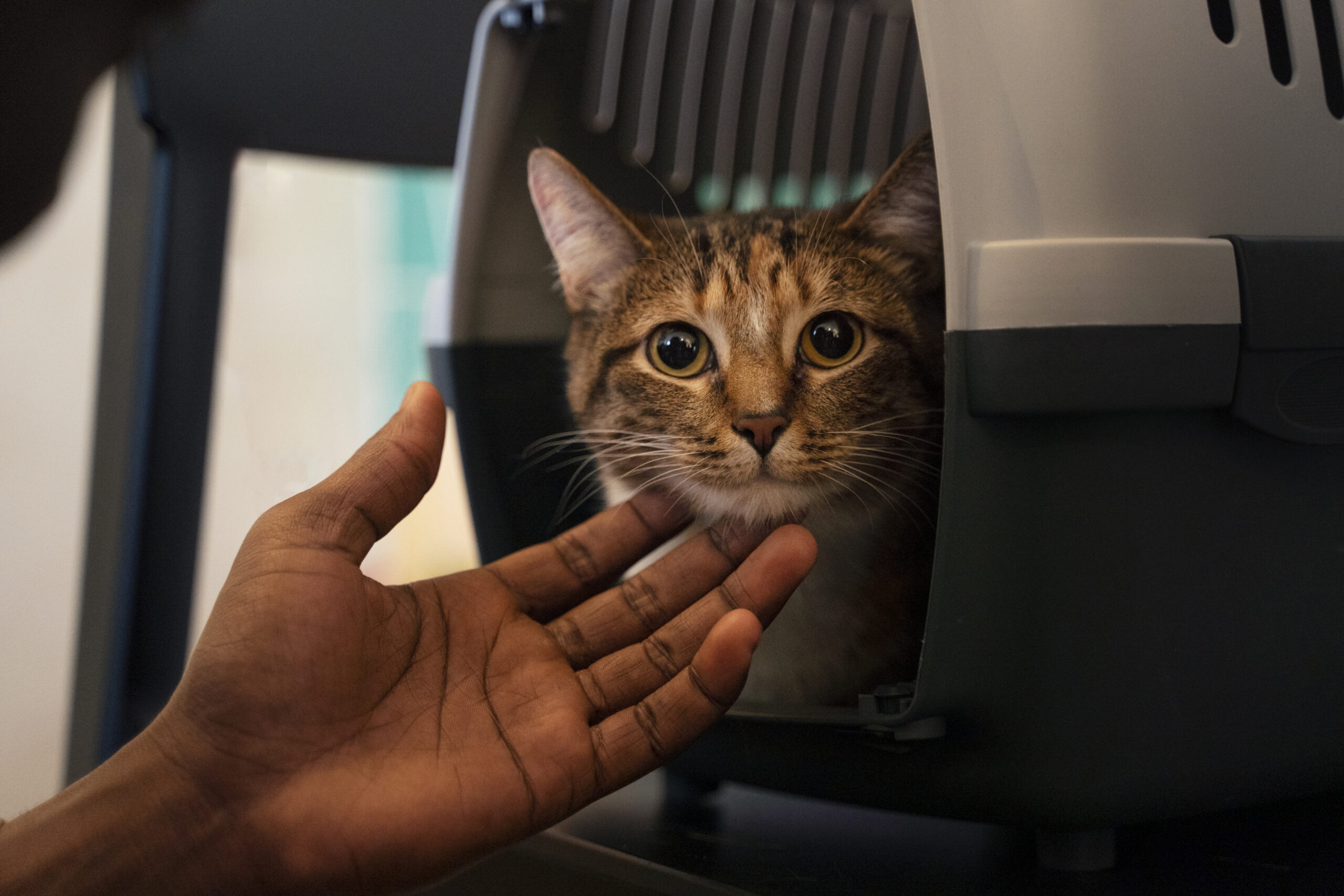 Como acostumar gato à caixa de transporte? Confira dicas 3 Gato dentro da caixa de transporte.