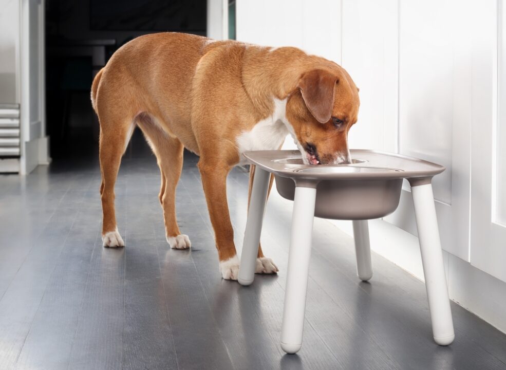 Cachorro comendo em comedouro elevado.