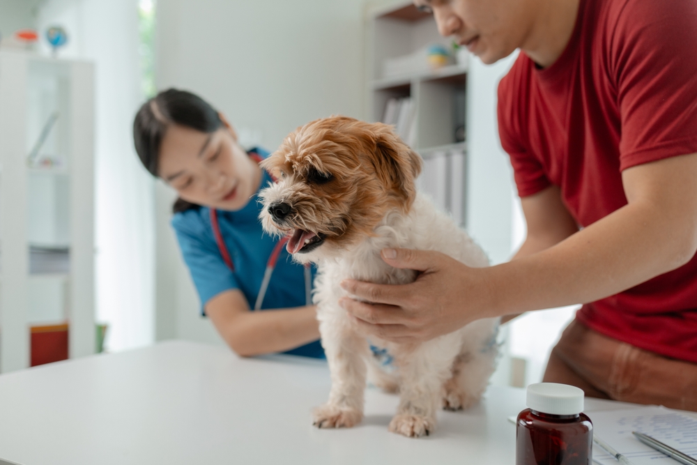Cachorro sendo examinado pela veterinária,