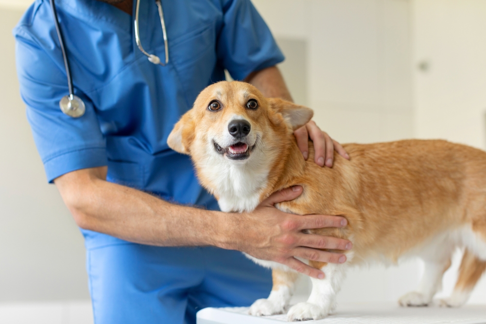 Cachorro Corgi em mesa do veterinário.