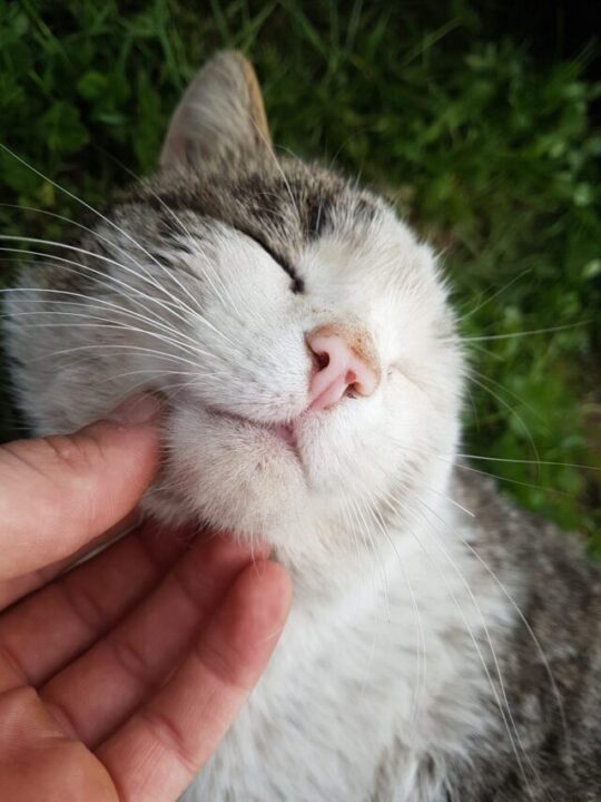 Imagem de gato