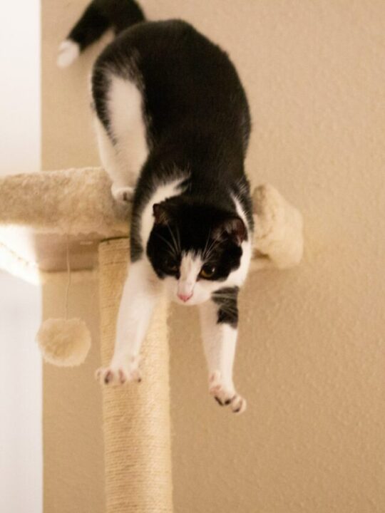 Imagem de gato