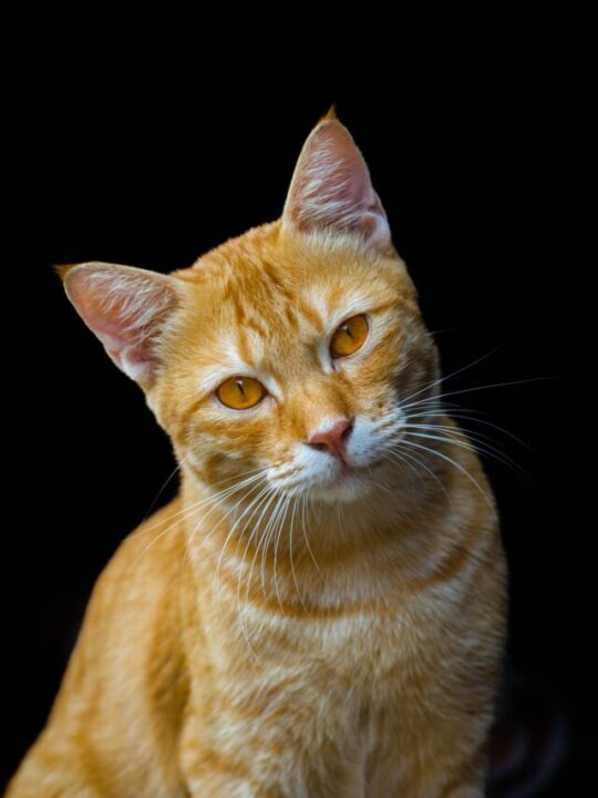 Gato com a cabeça inclinada para o lado.