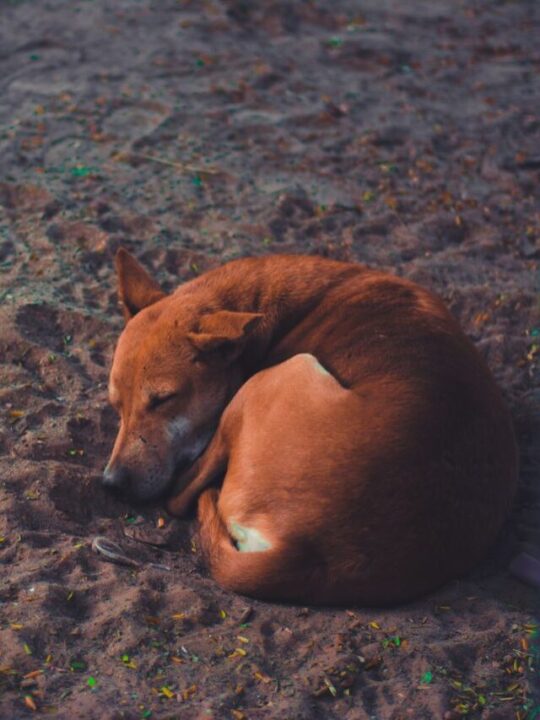 Cachorro dormindo no chão.