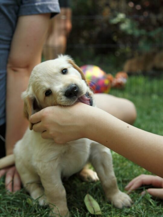 Imagem de cachorro
