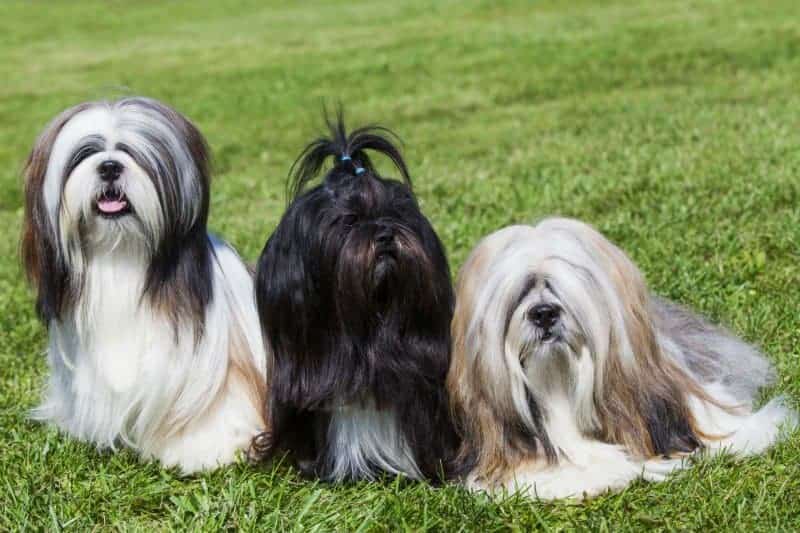 Três cachorros da raça Lhasa Apso.