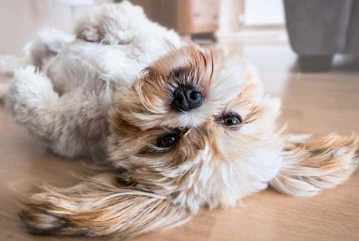 Lhasa Apso: personalidade e comportamentos da raça 2 Cachorro Lhasa Apso deitado com a barriga para cima.