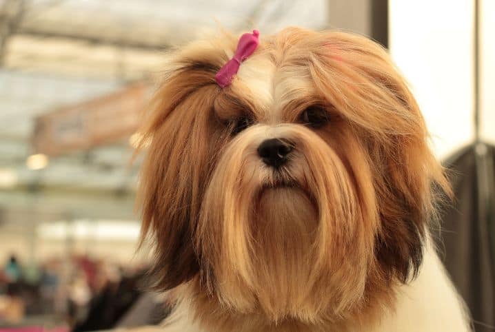 Lhasa Apso: personalidade e comportamentos da raça 3 Cachorro Lhasa Apso com laço rosa no pelo.
