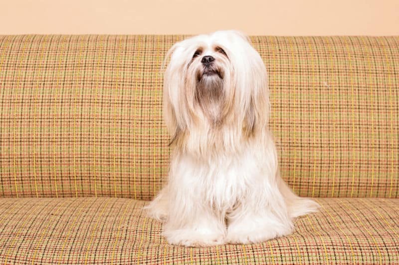 Lhasa Apso: personalidade e comportamentos da raça 1 Cachorro Lhasa Apso sentado no sofá.