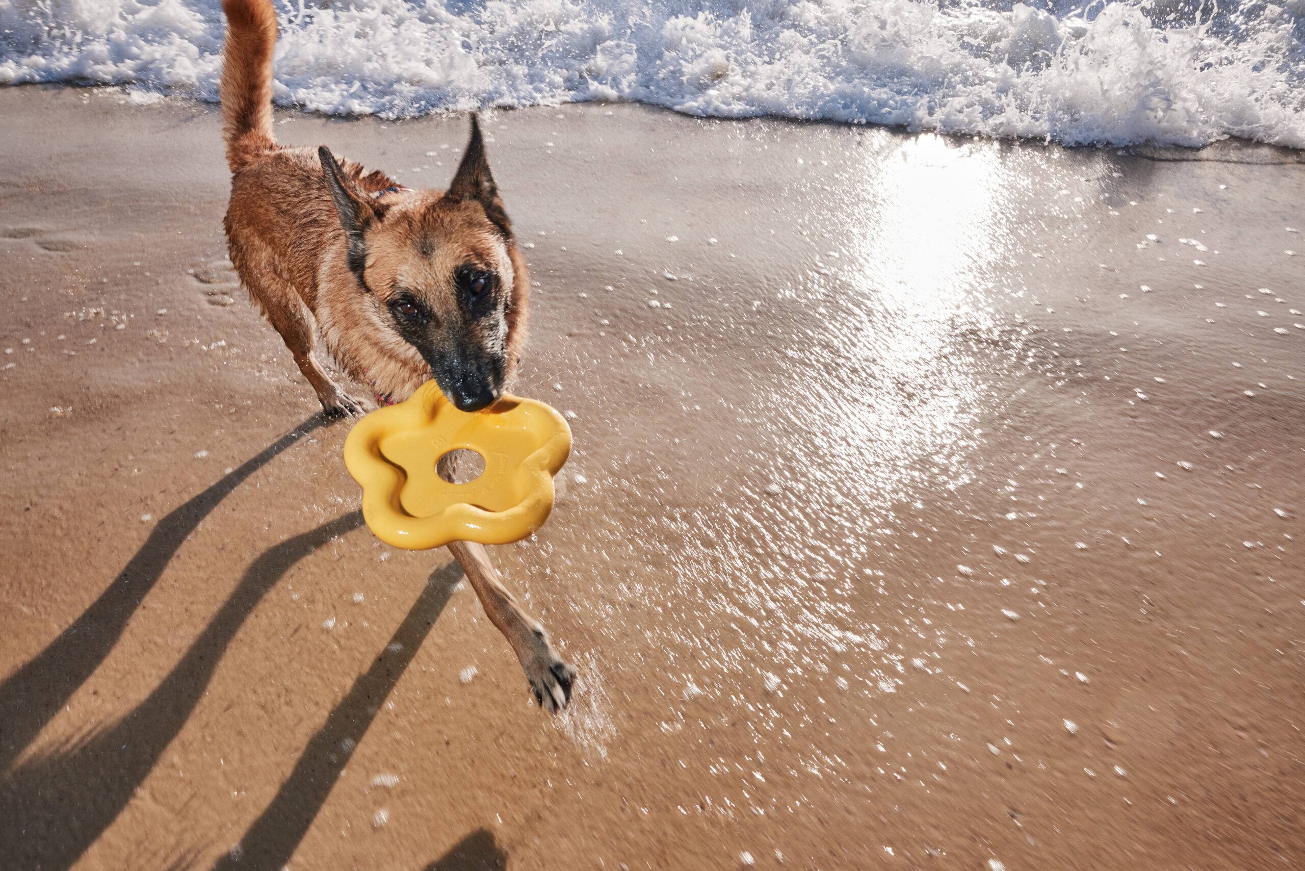 10 objetos que tutores de pets devem limpar com frequência para proteger a saúde do animal 2 Imagem de cachorro