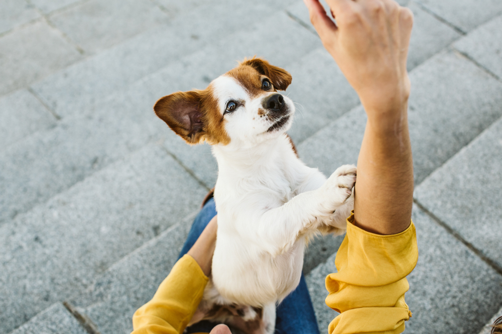 Cachorro sobre duas patas tentando pegar petisco na mão do tutor.
