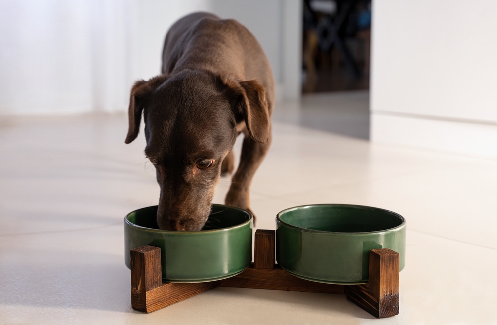 Cachorro comendo em comedouro verde.