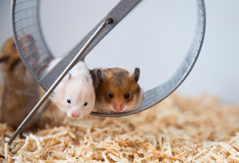 10 sinais de alerta em pets não convencionais que você precisa conhecer 1 Imagem de hamster