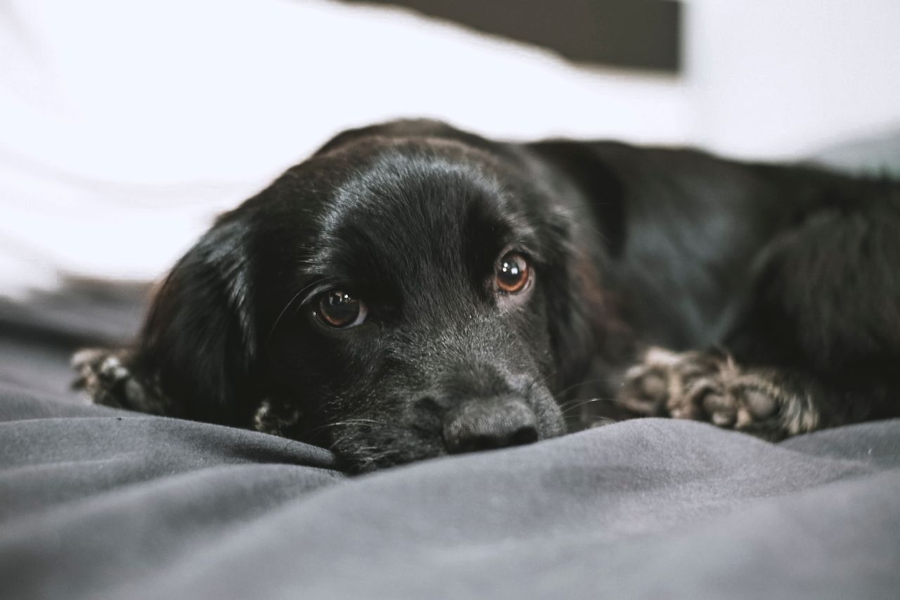 Linguagem dos cachorros: saiba como o pet se comunica 2 Cachorro filhote deitado na cama.
