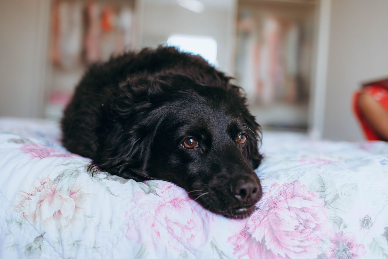 Plantas venenosas para cachorros: quais são e os principais riscos 2 Cachorro deitado na cama.