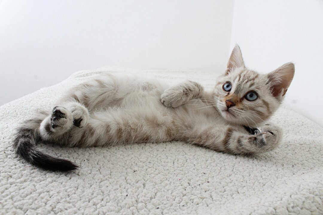 Gato deitado.