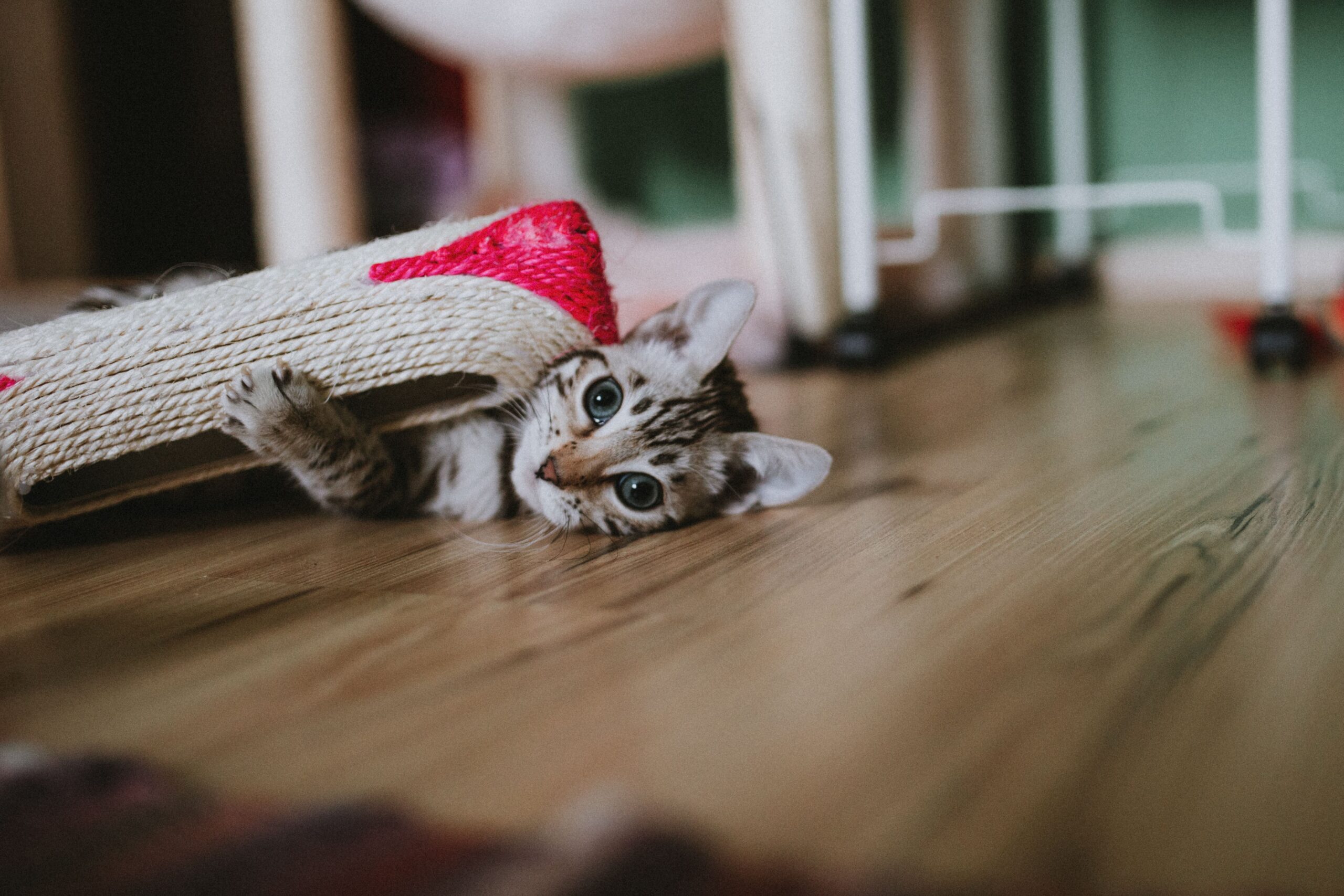Comportamento felino: por que os gatos rolam no chão? 2 Gato deitado no chão.
