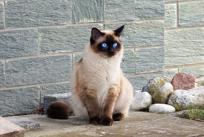 Conheça mais sobre o gato Sialata 1 Gato sialata.