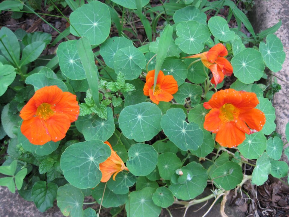 Imagem de flor