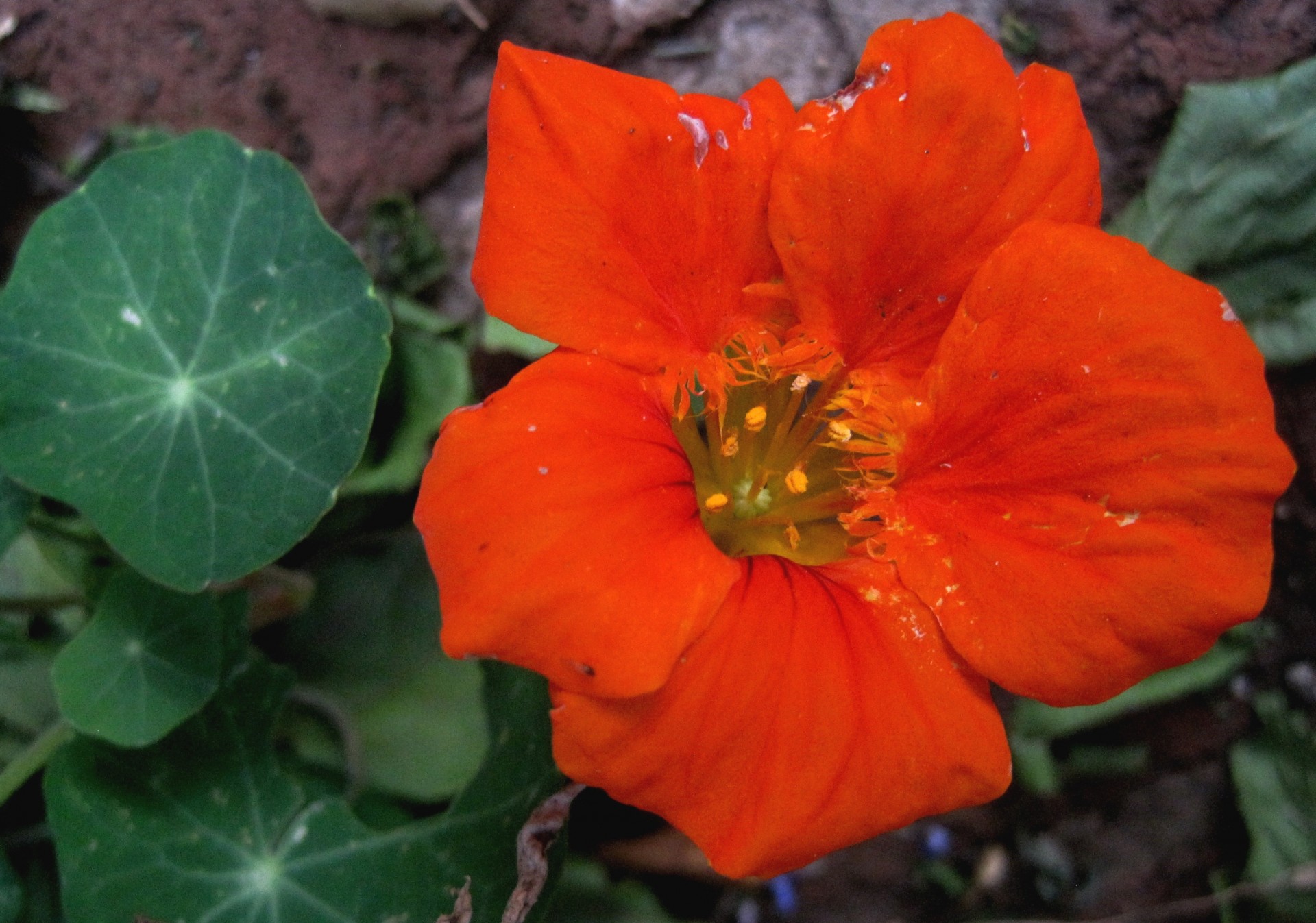 Capuchinha: guia completo para cuidar da planta no seu jardim 2 Imagem de flor