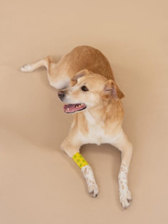 Imagem de pet