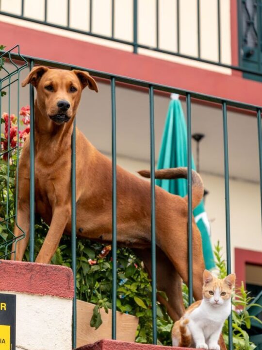 Cachorro e gato no quintal.