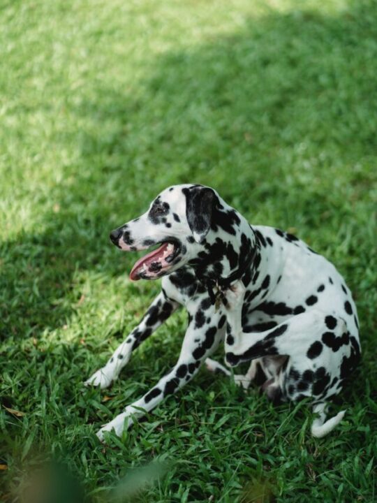 Cachorro Dálmata se coçando na grama.