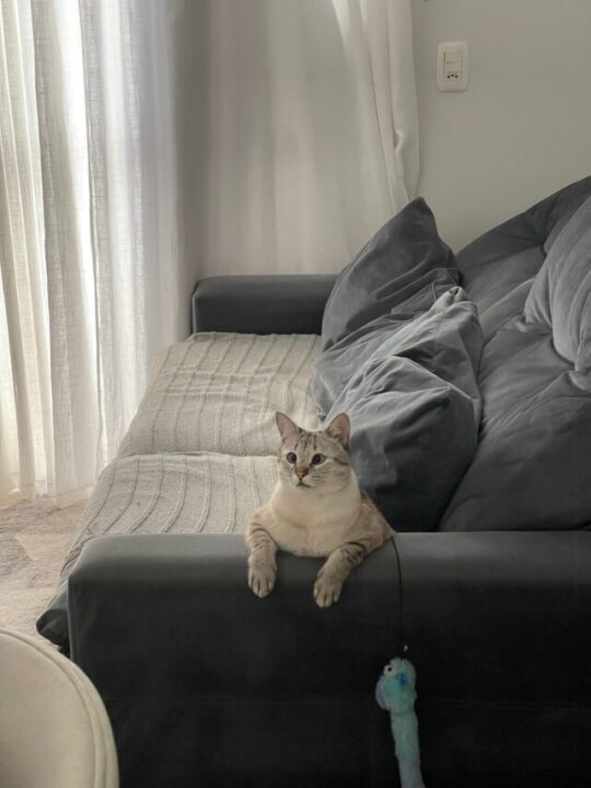 Imagem de gato