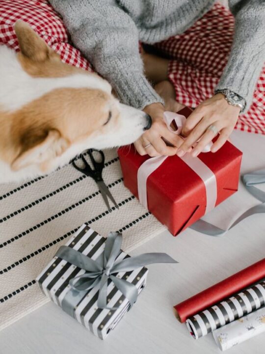 Cachorro farejando caixa de presente que a tutora está embalando.