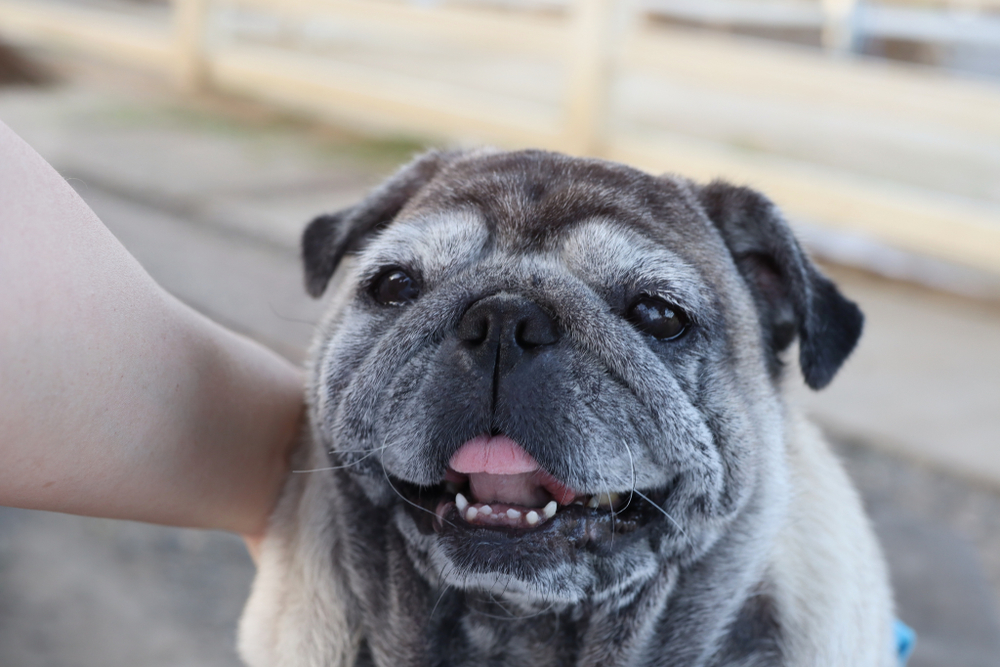 Cachorro Pug idoso.