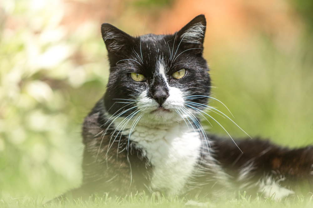 10 doenças mais comuns em pets idosos e como preveni-las 2 Gato preto com branco deitado na grama.