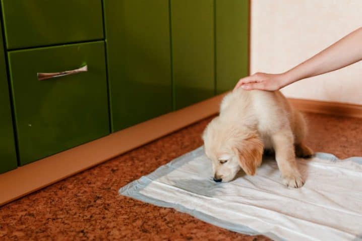 Cachorro sentado em tapete higiênico.