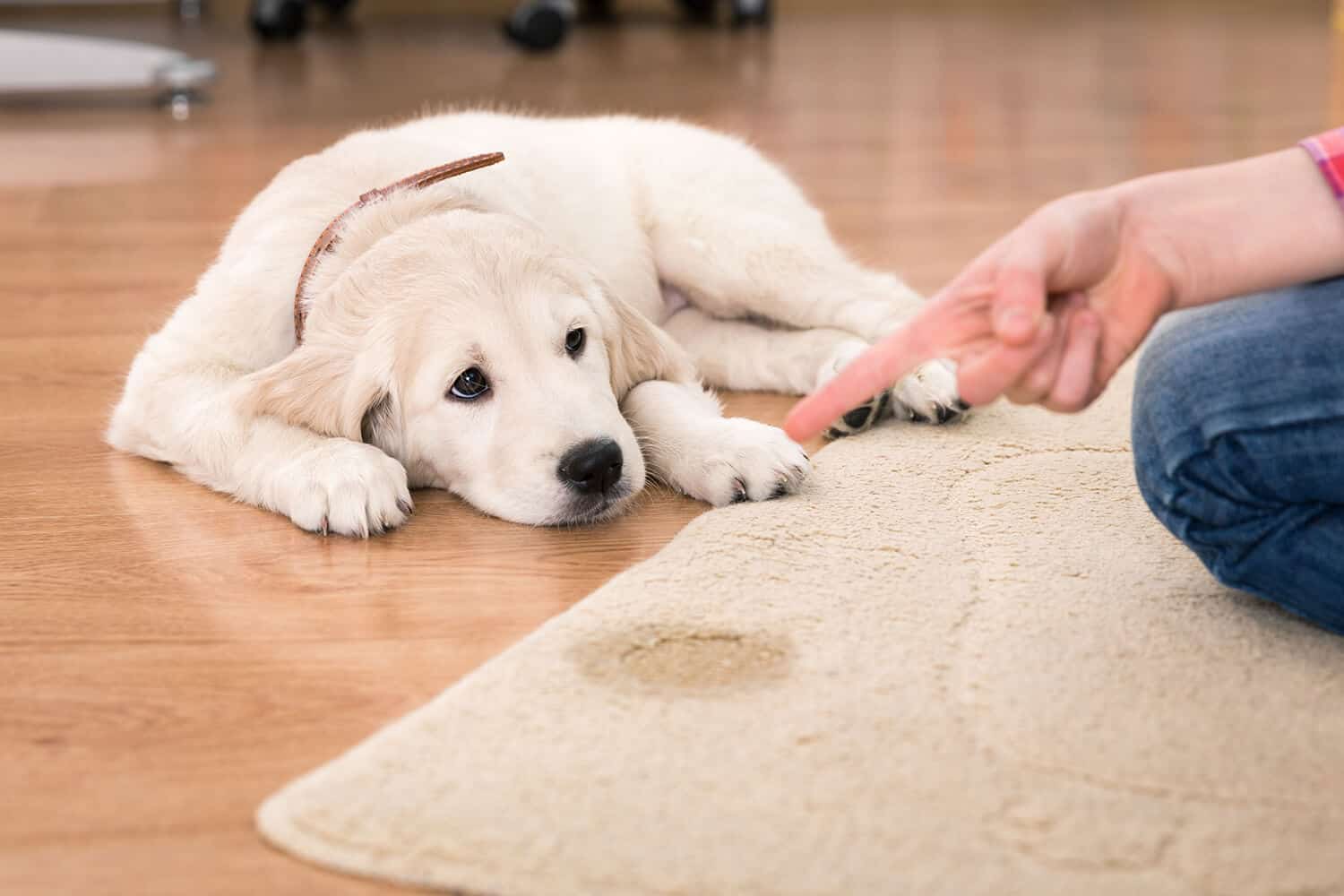 Cachorro Golden filhote deitado enquanto tutora aponta para poça de xixi no tapete.