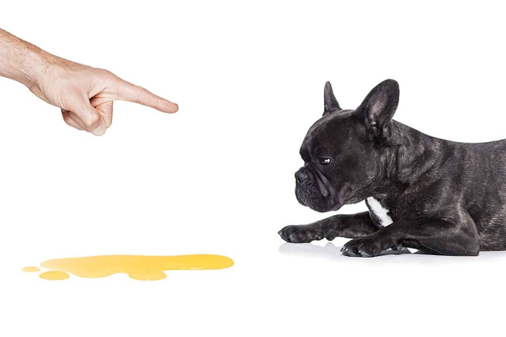 Cachorro deitado ao lado de poça de xixi.