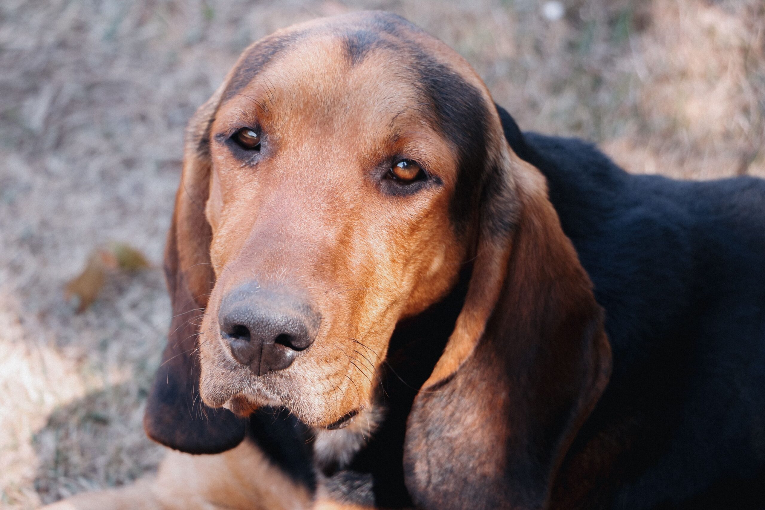 Muito além do faro: o que torna as espécies de cão de caça tão especiais? 3 especies de cao de caca 1 scaled