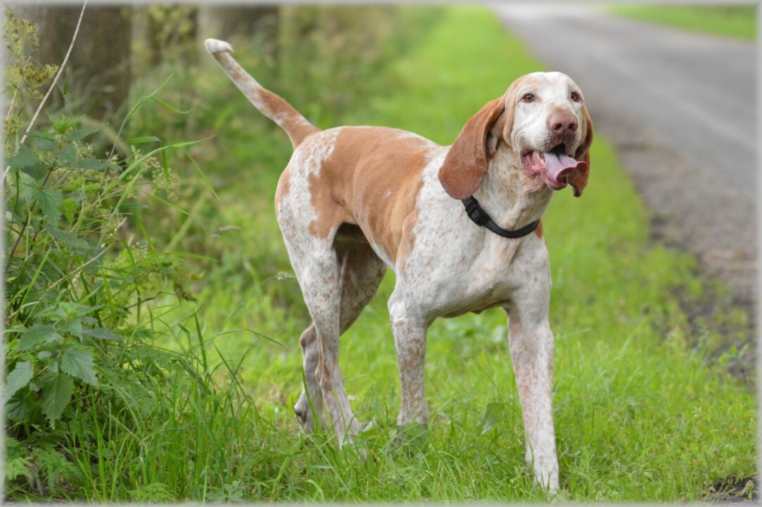 espécies de cão de caça (2)