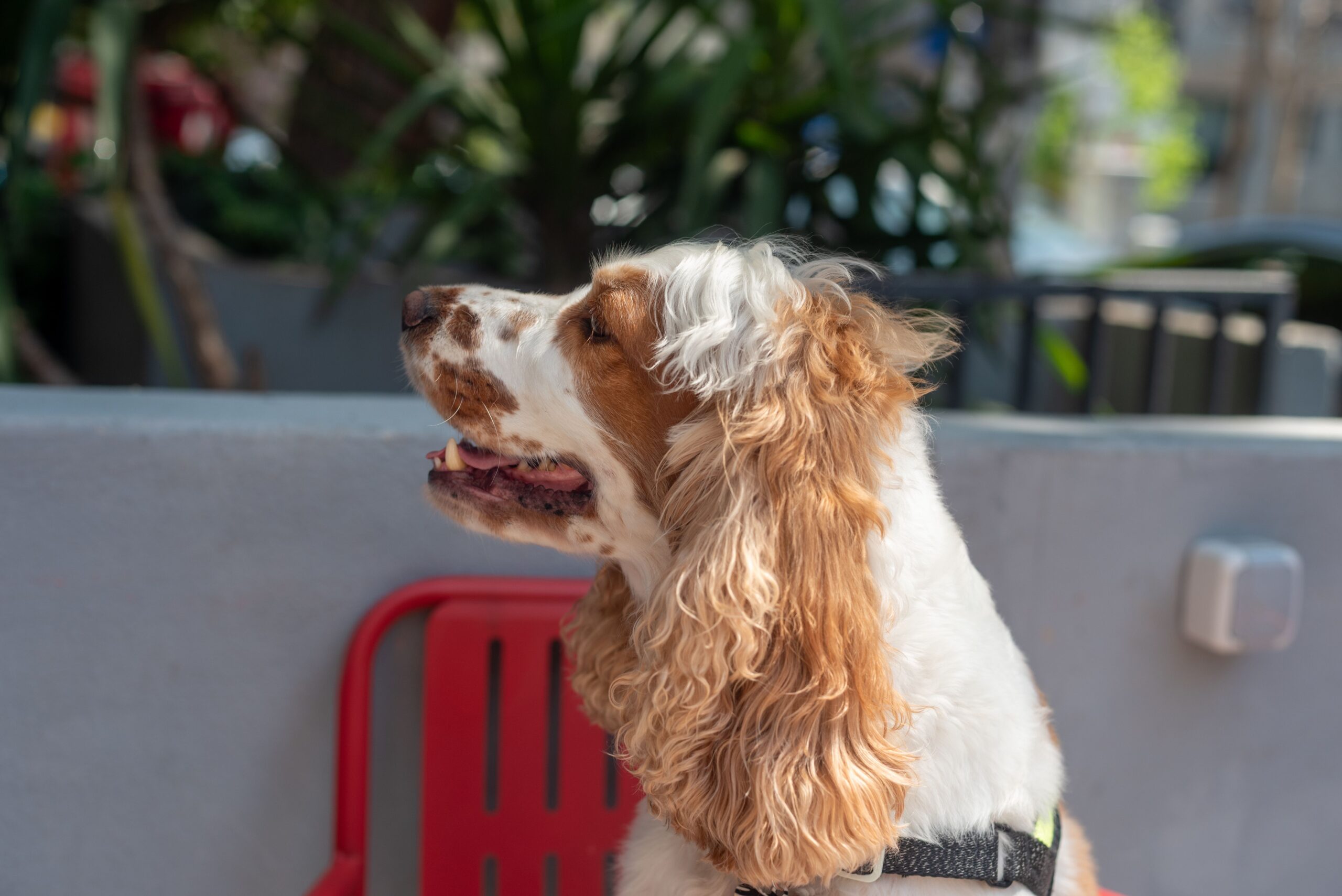 Muito além do faro: o que torna as espécies de cão de caça tão especiais? 2 especies de cao de caca 3 scaled
