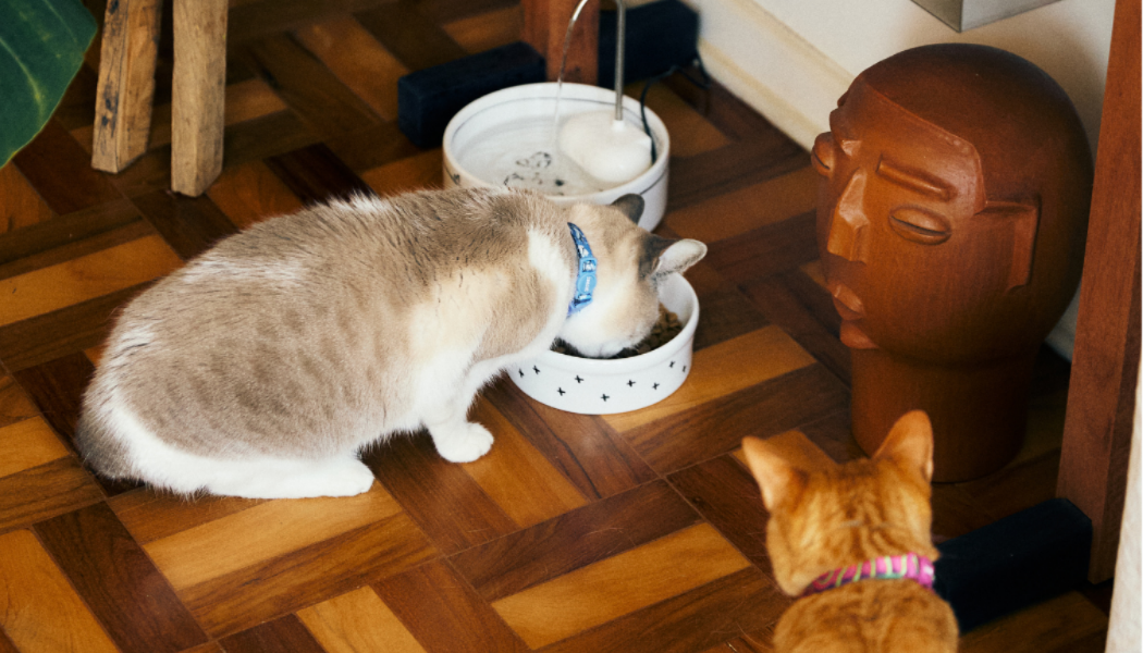 Fonte de água para gatos: benefícios, melhores modelos e como escolher a ideal 2 Imagem de fonte de água para gato