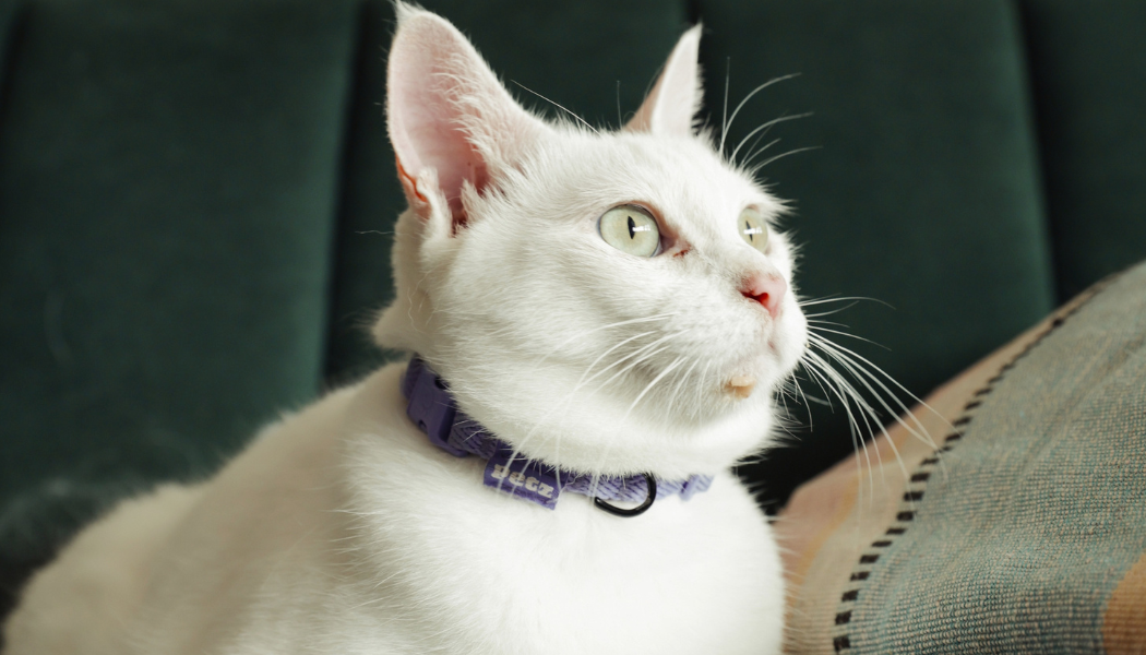 Gato branco olhando para o lado.
