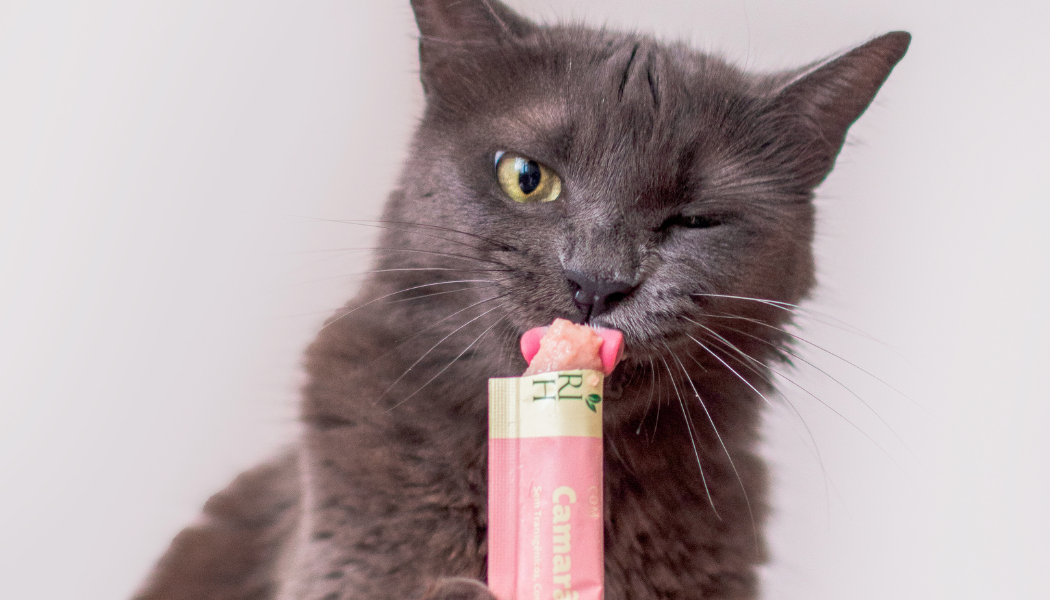 Seu gato bebe pouca água? Confira como estimular a hidratação 1 Gato cinza lambendo petisco úmido.