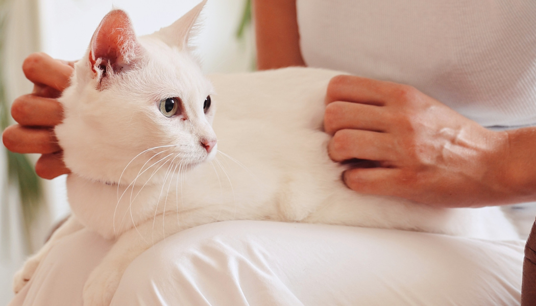 Seu gato bebe pouca água? Confira como estimular a hidratação 2 Gato no colo recebendo carinho da tutora.