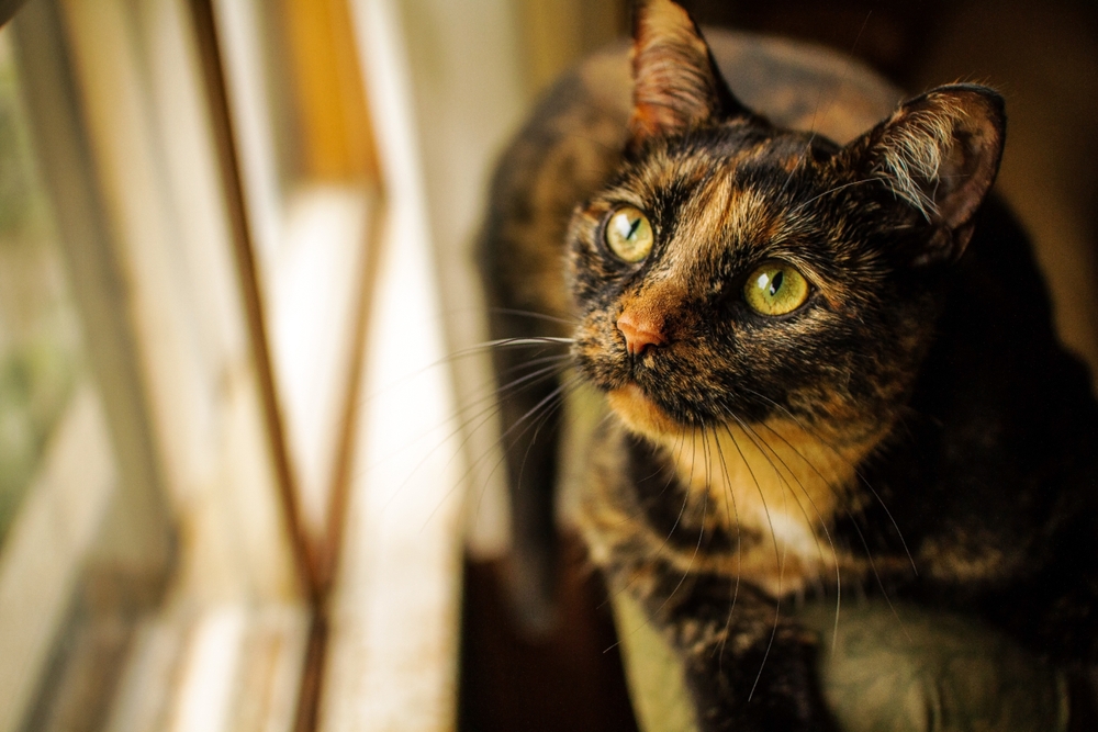 Gato rajado: guia sobre padrões, cores e comportamento 2 Gato rajado olhando para janela.
