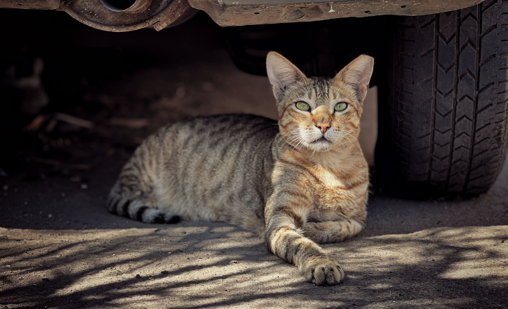 Gato tigrado deitado embaixo de carro.