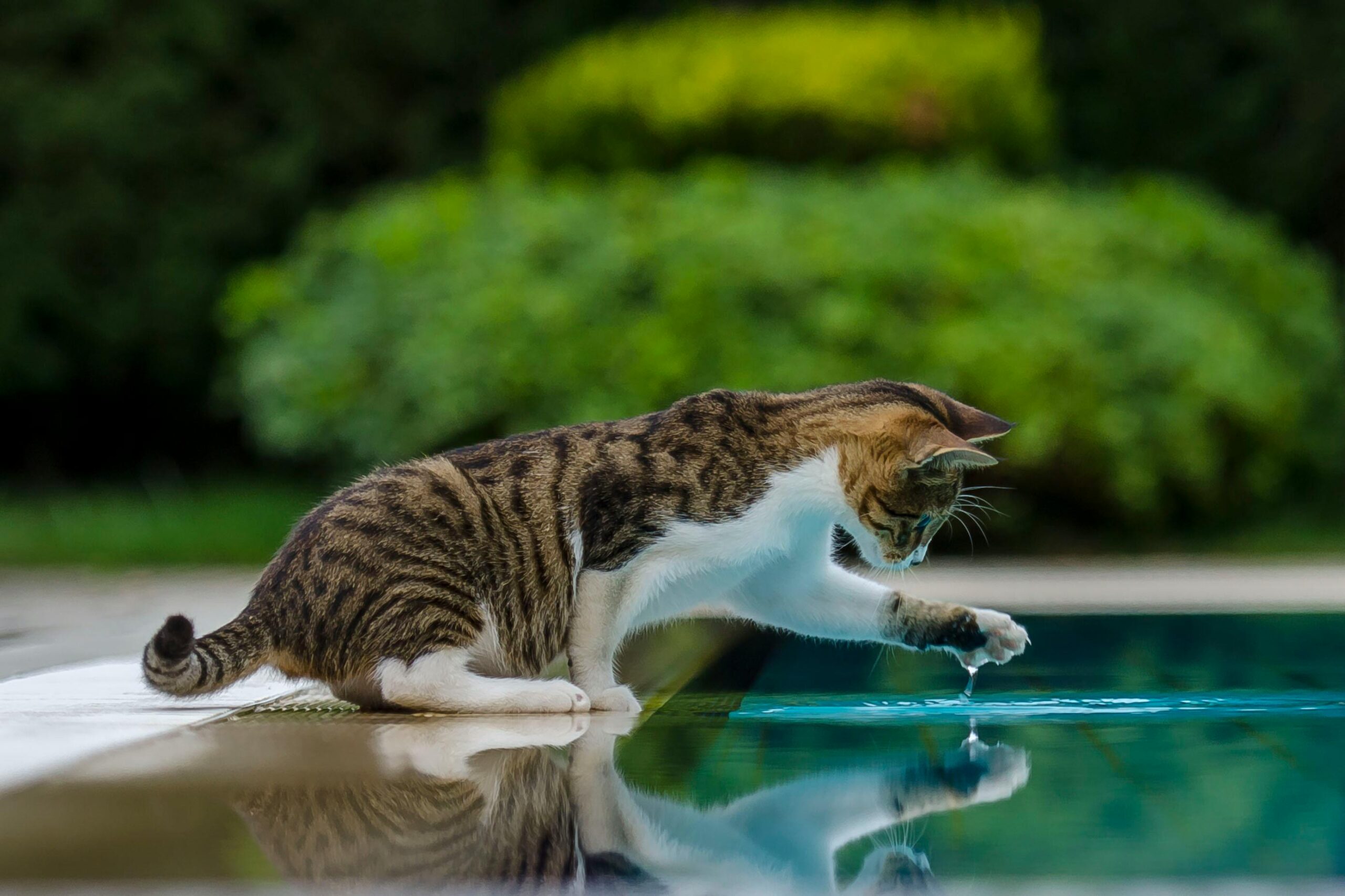 Gato tigrado com a pata tentando pegar a água da piscina.
