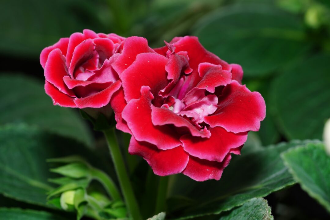 Duas plantas Gloxinia.