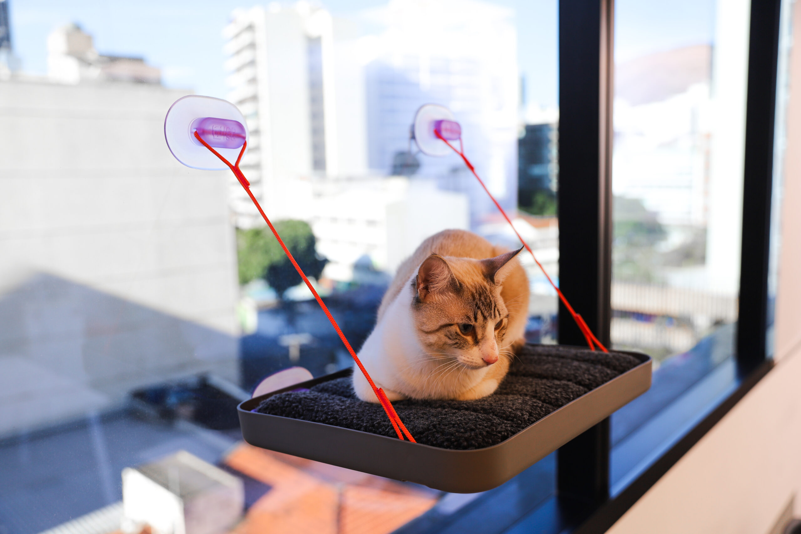 6 riscos para a longevidade dos gatos que merecem atenção 1 Gato deitado em cama na janela.