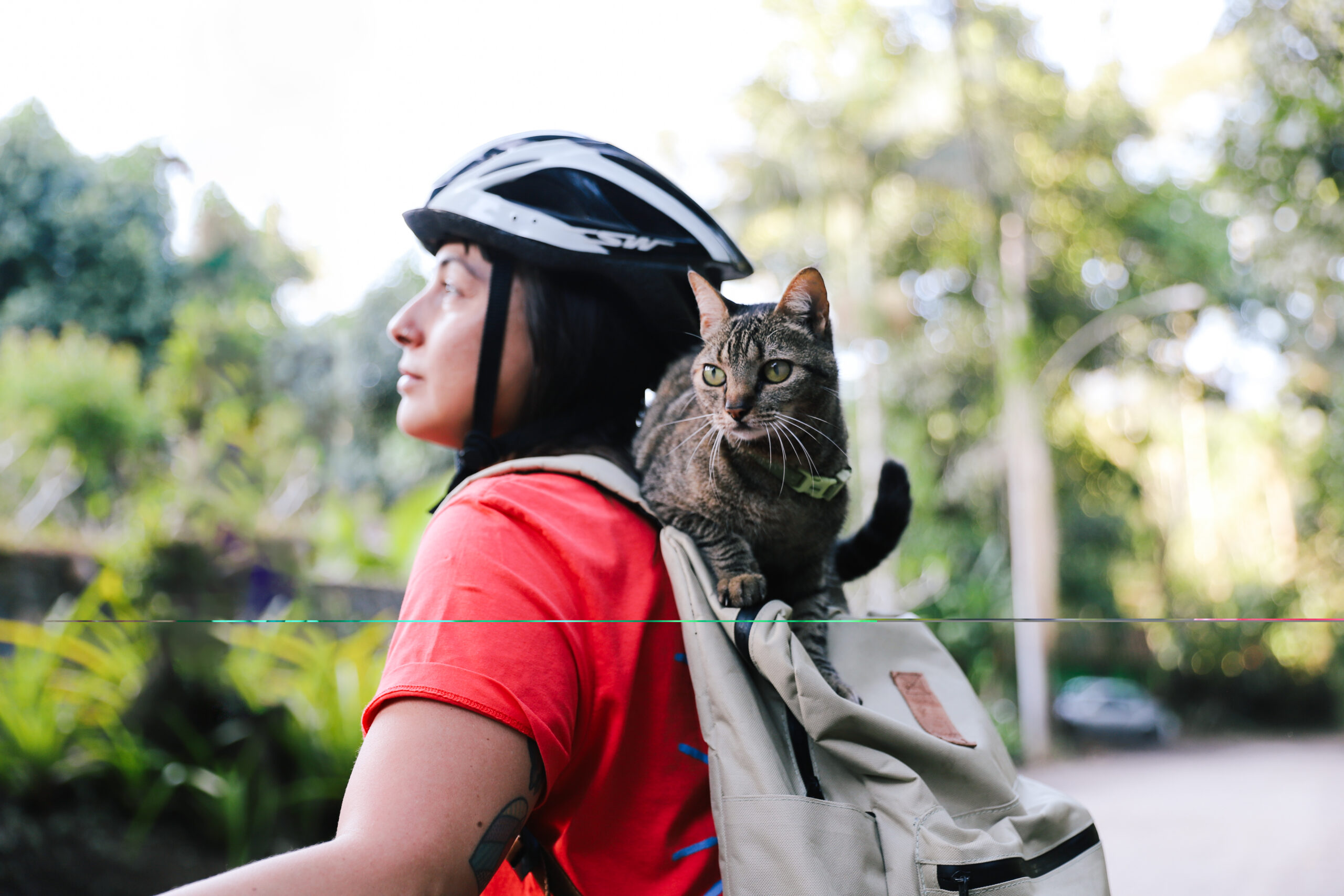6 riscos para a longevidade dos gatos que merecem atenção 2 Gato nas costas da tutora.