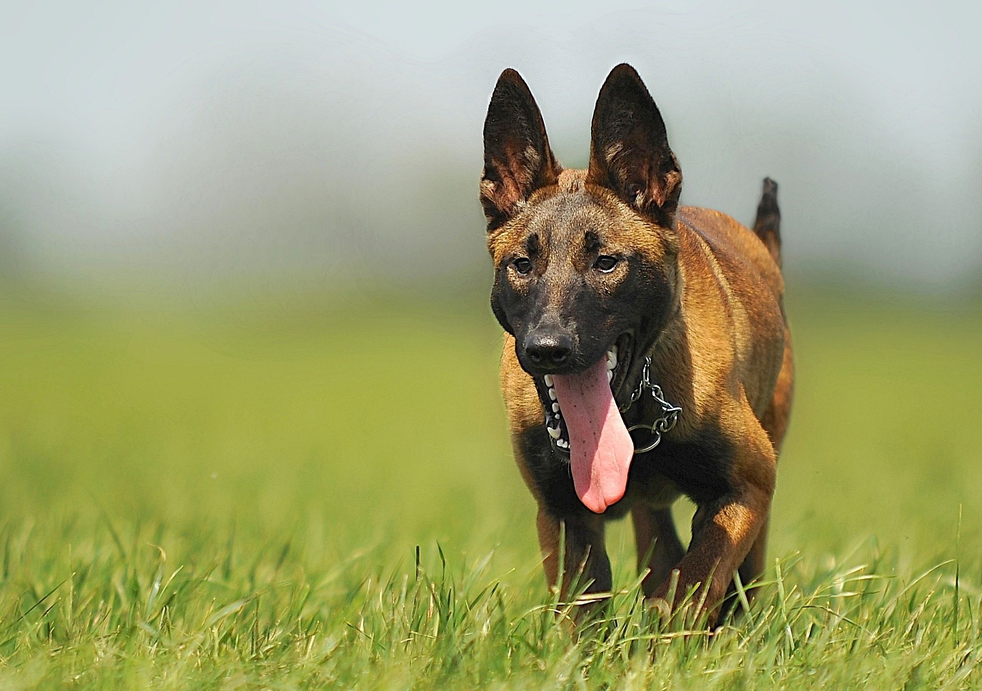 Pastor Belga Malinois é perigoso? 1 Imagem de cachorro